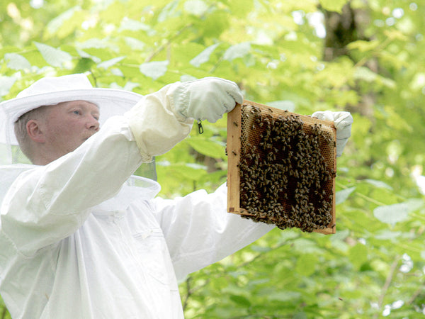 Beekeeper in a white suit holding a honeycomb frame covered in bees