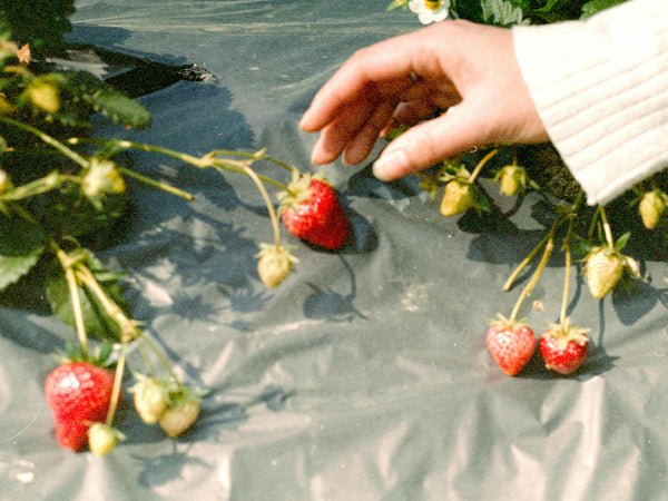 Fresh strawberries