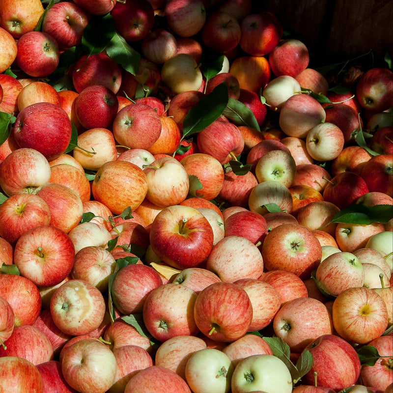Apples and apple cider vinegar with the Mother